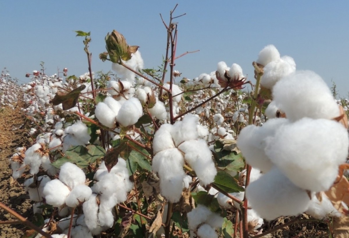 Ağcabədidə pambıq yığımında son 10 ildə ən yüksək GÖSTƏRİCİ