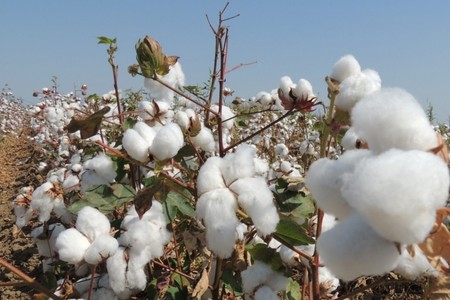 Ağcabədidə pambıq yığımında son 10 ildə ən yüksək GÖSTƏRİCİ