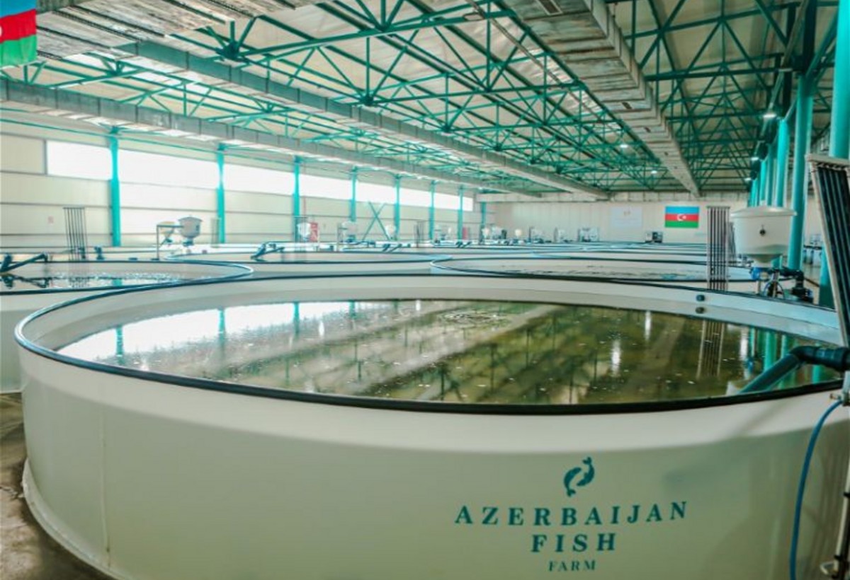 “PAŞA Holdinq”in balıqartırma zavodu təşkilatı-hüquqi formasını dəyişir