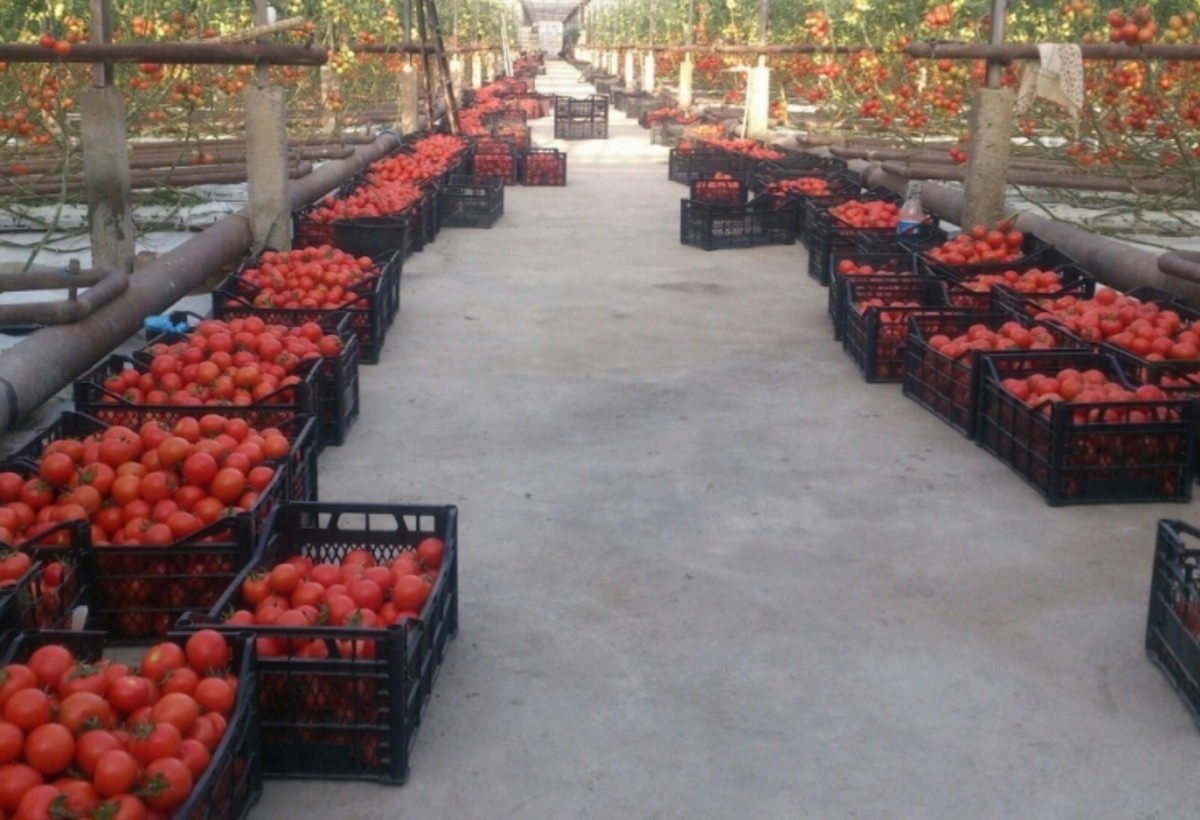 Kəndlinin məhsulunu dövlət alıb xarici bazara çıxarsın - VİDEO