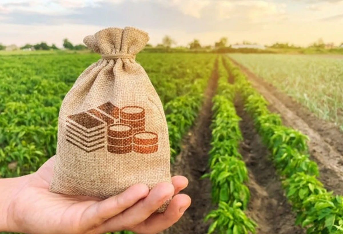 Kənd təsərrüfatına verilən subsidiyalar effektiv olmayıb - VİDEO