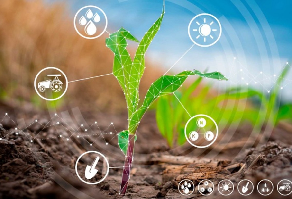 Kənd təsərrüfatının zəif inkişafının səbəbi idarəetmə problemləri ilə bağlıdır - VİDEO