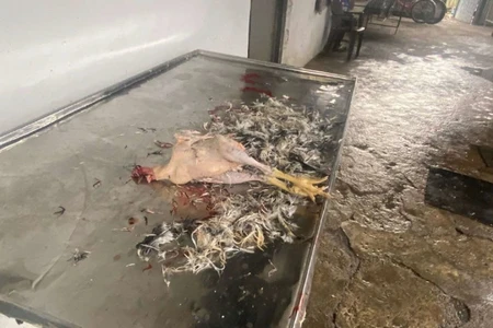 Baytarlıq tələbləri gözlənilmədən ev quşlarının kəsilməsi aşkarlanıb