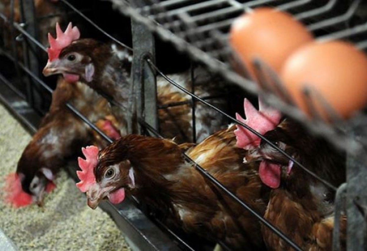 Gəncədə quşçuluq müəssisəsi “əlimyandı qiymətə” satılır