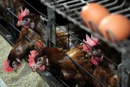 Gəncədə quşçuluq müəssisəsi “əlimyandı qiymətə” satılır