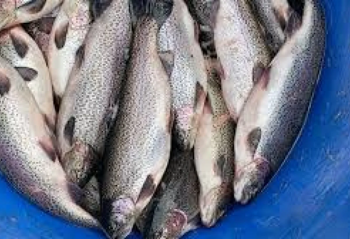 Farel və sazan balıqları bahalaşıb - VİDEO