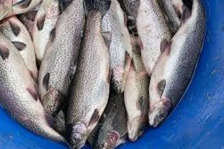 Farel və sazan balıqları bahalaşıb - VİDEO