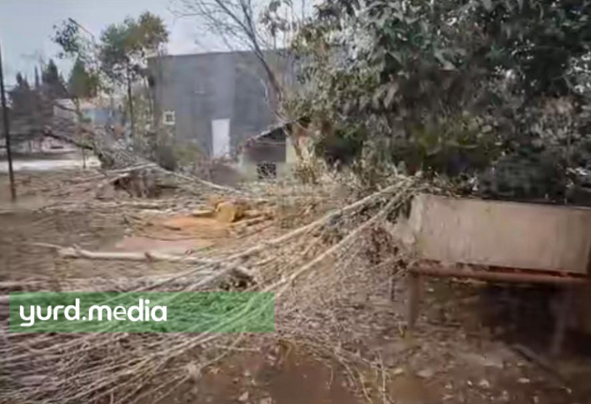 Tovuzda ağacların qırılması ilə bağlı ARAŞDIRMA - FOTO