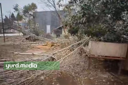 Tovuzda ağacların qırılması ilə bağlı ARAŞDIRMA - FOTO