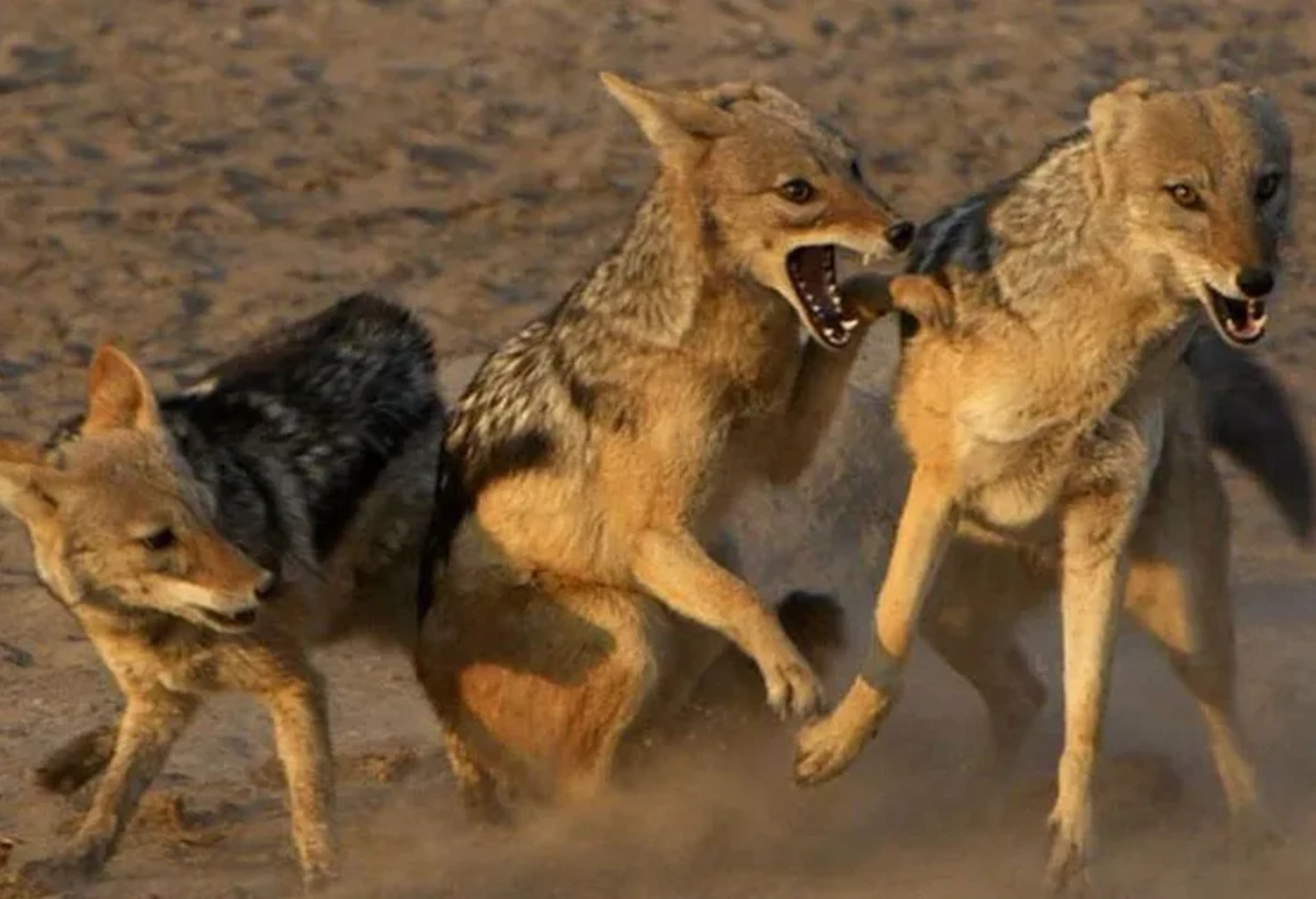 Bakı kəndlərində artan tülkü və çaqqal problemi: Hansı mübarizə növü effektivdir? - ARAŞDIRMA