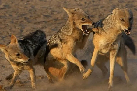 Bakı kəndlərində artan tülkü və çaqqal problemi: Hansı mübarizə növü effektivdir? - ARAŞDIRMA