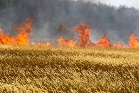 Əkin sahələrində yanğın törədənləri HƏBS GÖZLƏYİR