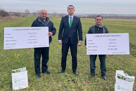 Ziyan görmüş arpa və şaftalı sahələri üzrə SIĞORTA ÖDƏNİLİB