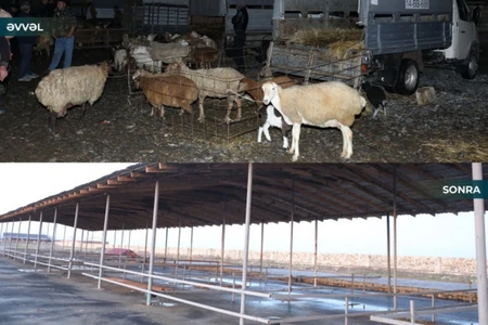 Biləsuvar heyvan bazarının işi bərpa olundu