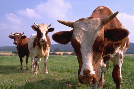 İnək və camışlar laborator müayinəyə cəlb olunacaq