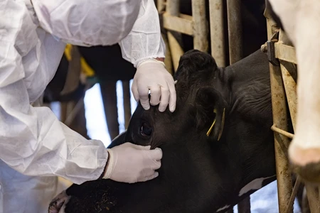 Dabaq və qarayara xəstəliyinə qarşı PEYVƏNDLƏMƏ ÇAĞIRIŞI