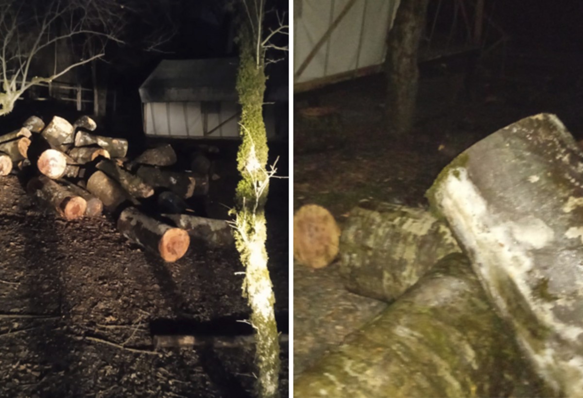 İsmayıllıda ağaclar kəsilib ZİLlə daşınır - VİDEO