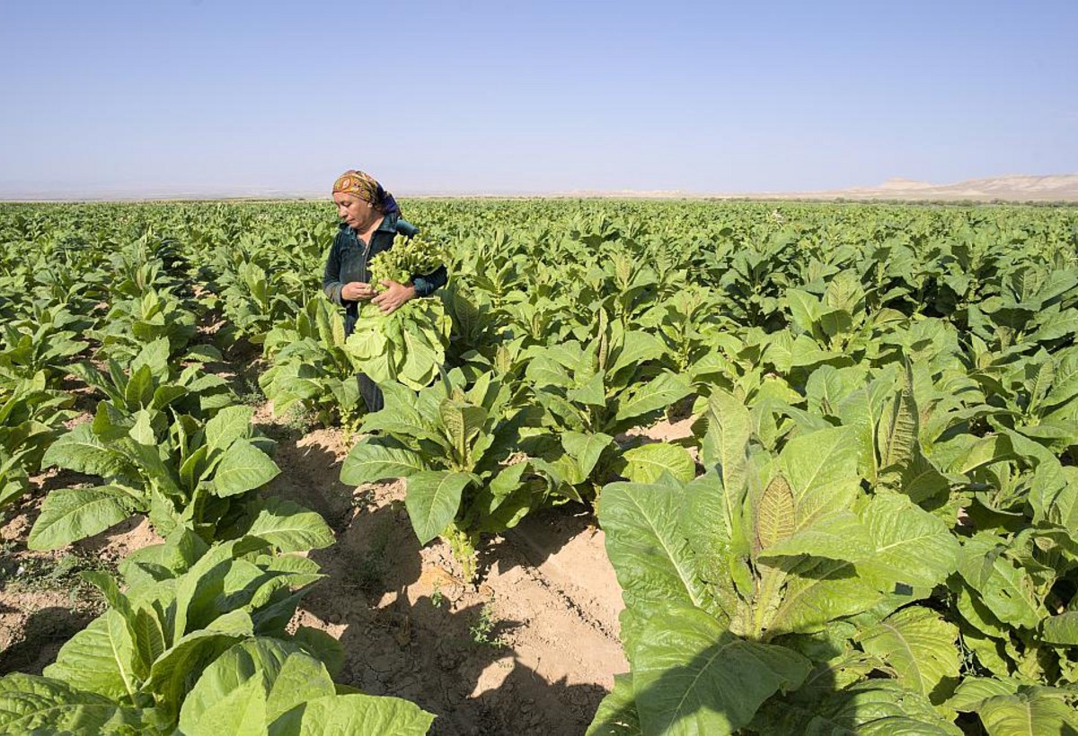 Balakəndə tütünçülük müəssisəsi təşkilati-hüquqi formasını dəyişib “aradan çıxacaq”