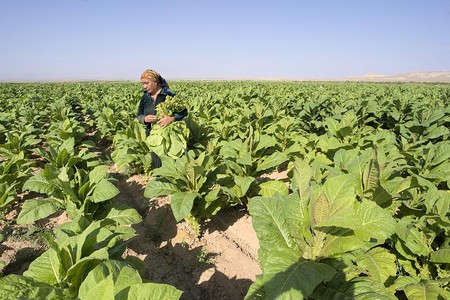Balakəndə tütünçülük müəssisəsi təşkilati-hüquqi formasını dəyişib “aradan çıxacaq”