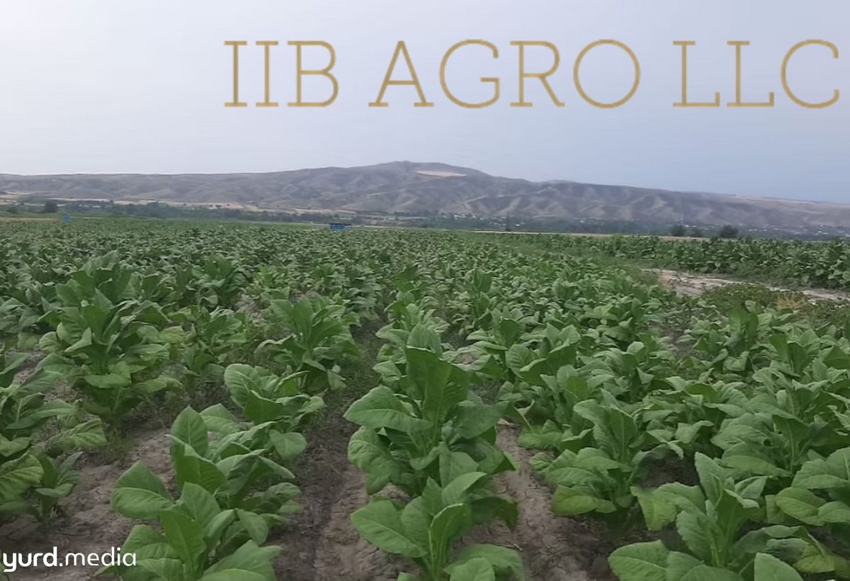 Balakəndə tütün istehsalçısı “İİB AQRO” CƏRİMƏLƏNDİ