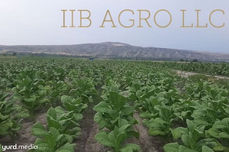 Balakəndə tütün istehsalçısı “İİB AQRO” CƏRİMƏLƏNDİ
