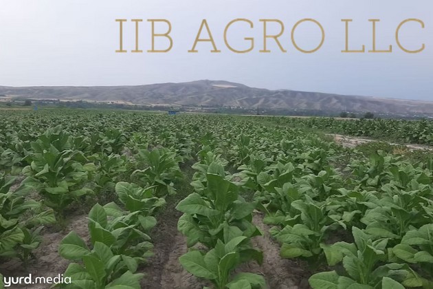 Balakəndə tütün istehsalçısı “İİB AQRO” CƏRİMƏLƏNDİ
