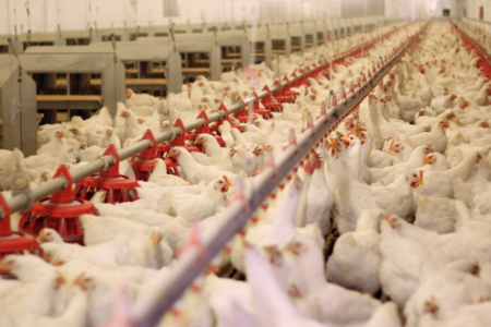 Quşçuluq müəssisəsi bazara yeni adla çıxmaq istəyir