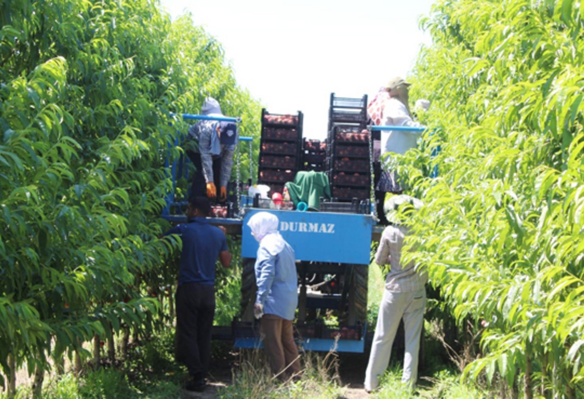 Azərbaycanın meyvə istehsalçısı səhmlərini dövriyyədən çıxarır