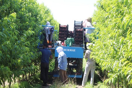 Azərbaycanın meyvə istehsalçısı səhmlərini dövriyyədən çıxarır