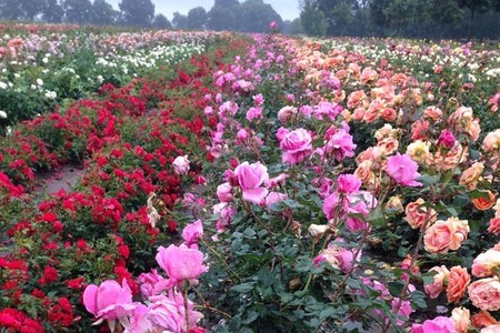 Şəmkirdə qızılgül istehsalçısı səhmlərini dövriyyədən çıxarır