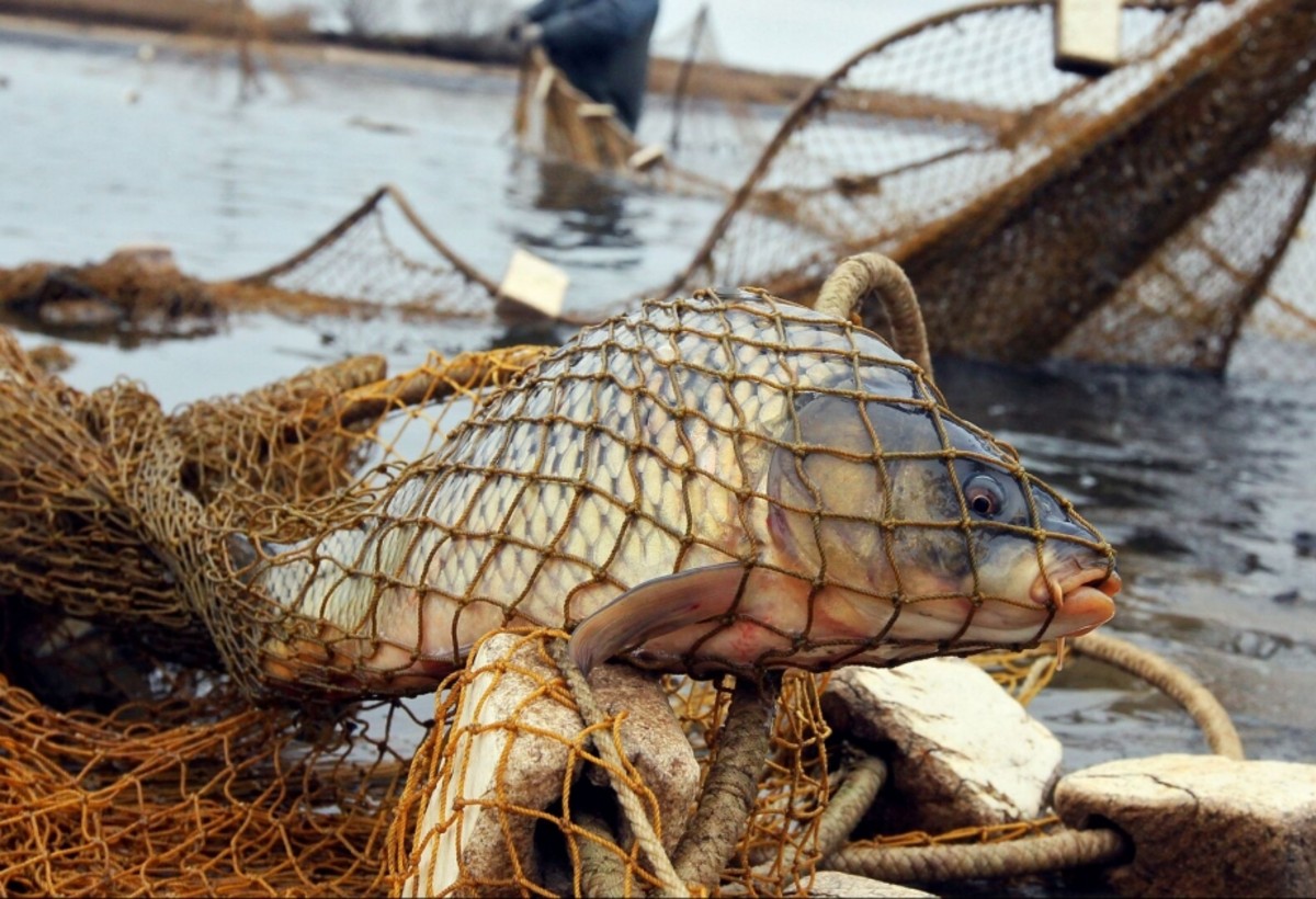 Xəzərdə brakonyer tutuldu