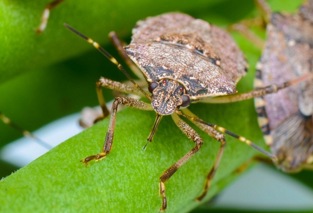 Şimal rayonlarında qəhvəyi mərmər bağacığı ilə mübarizə SƏRTLƏŞİR