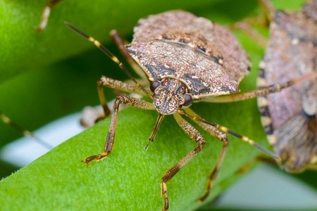 Şimal rayonlarında qəhvəyi mərmər bağacığı ilə mübarizə SƏRTLƏŞİR