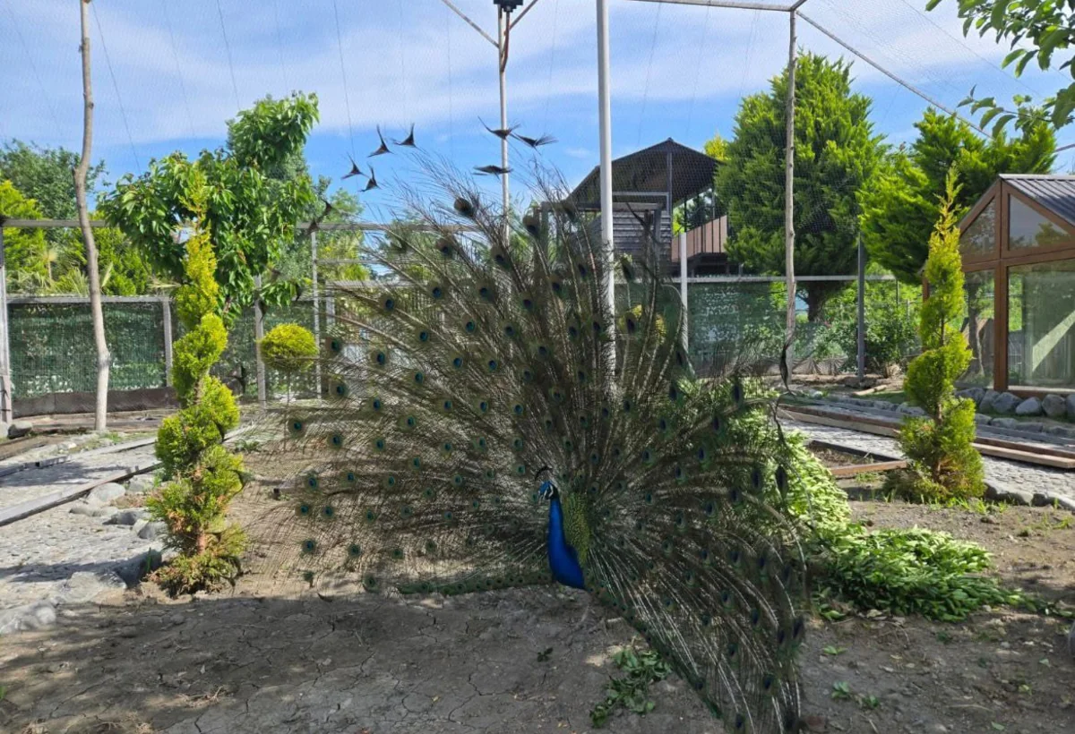 Qax rayonunda yeni Eco Park açıldı - FOTO