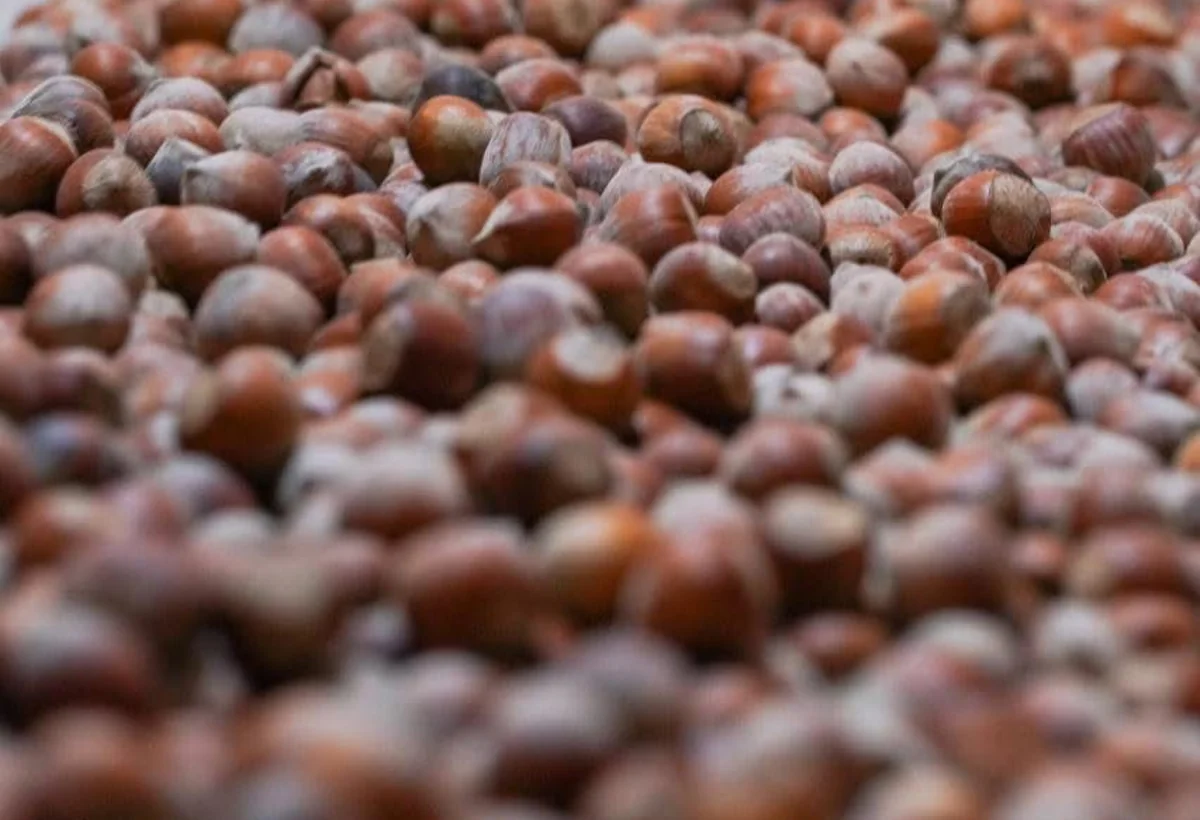 Qaxda emal olunan fındıq İtaliya şokoladlarının tərkibində