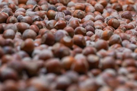 Qaxda emal olunan fındıq İtaliya şokoladlarının tərkibində