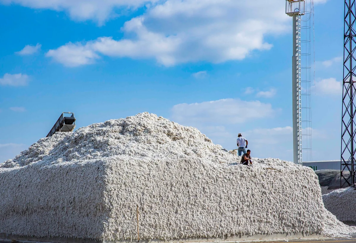 Ağcabədidə pambıq əkənlər “P-aqro”dan ödənişləri ala bilmirlər - ŞİKAYƏT