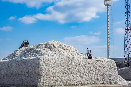 Ağcabədidə pambıq əkənlər “P-aqro”dan ödənişləri ala bilmirlər - ŞİKAYƏT