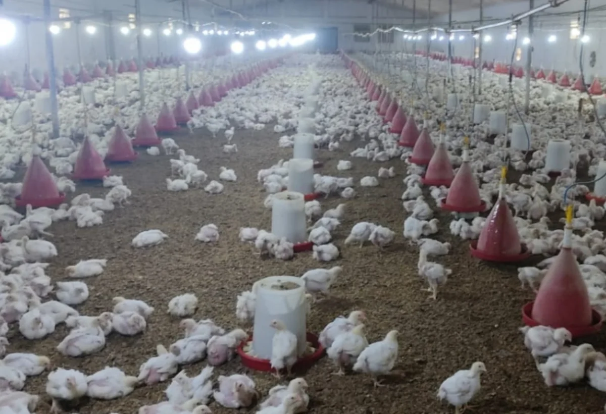 “Azəriqaz” məhkəmə qərarına baxmayaraq qazı kəsdi, 350 min manatlıq quşlar tələf oldu