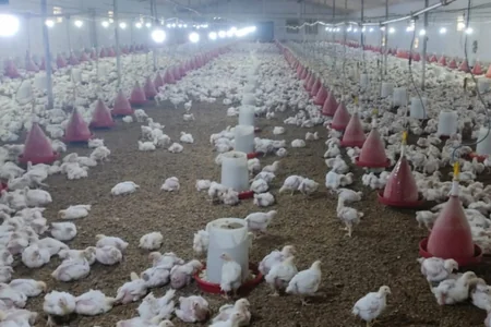 “Azəriqaz” məhkəmə qərarına baxmayaraq qazı kəsdi, 350 min manatlıq quşlar tələf oldu