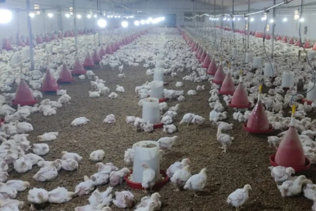 “Azəriqaz” məhkəmə qərarına baxmayaraq qazı kəsdi, 350 min manatlıq quşlar tələf oldu