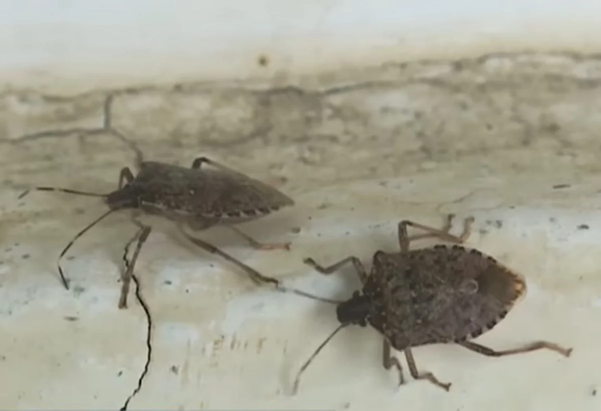 Qusarda təsərrüfatı məhv edən həşərat - VİDEO