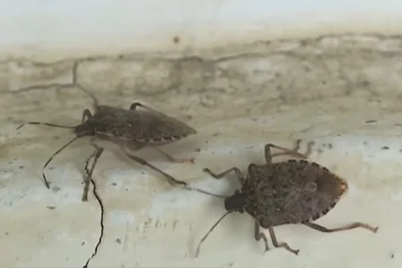 Qusarda təsərrüfatı məhv edən həşərat - VİDEO