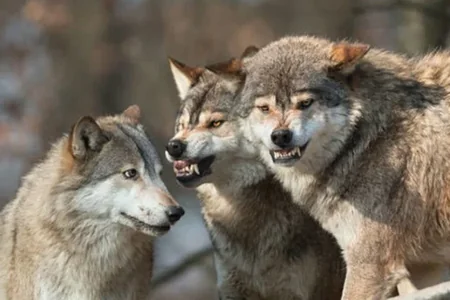 Lənkəran və Masallıda canavarlar təsərrüfatlara hücum edib