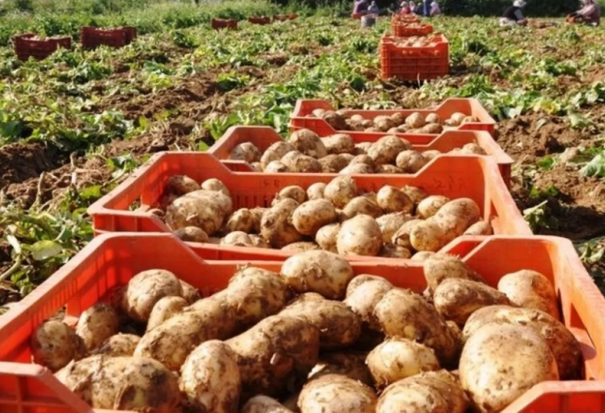 Azərbaycan kartof ixracını artırıb