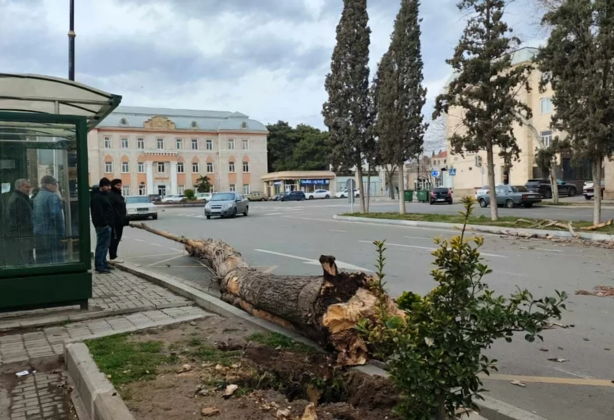 Gəncədə güclü küləyin FƏSADLARI: Ağaclar və işıq dirəkləri aşıb