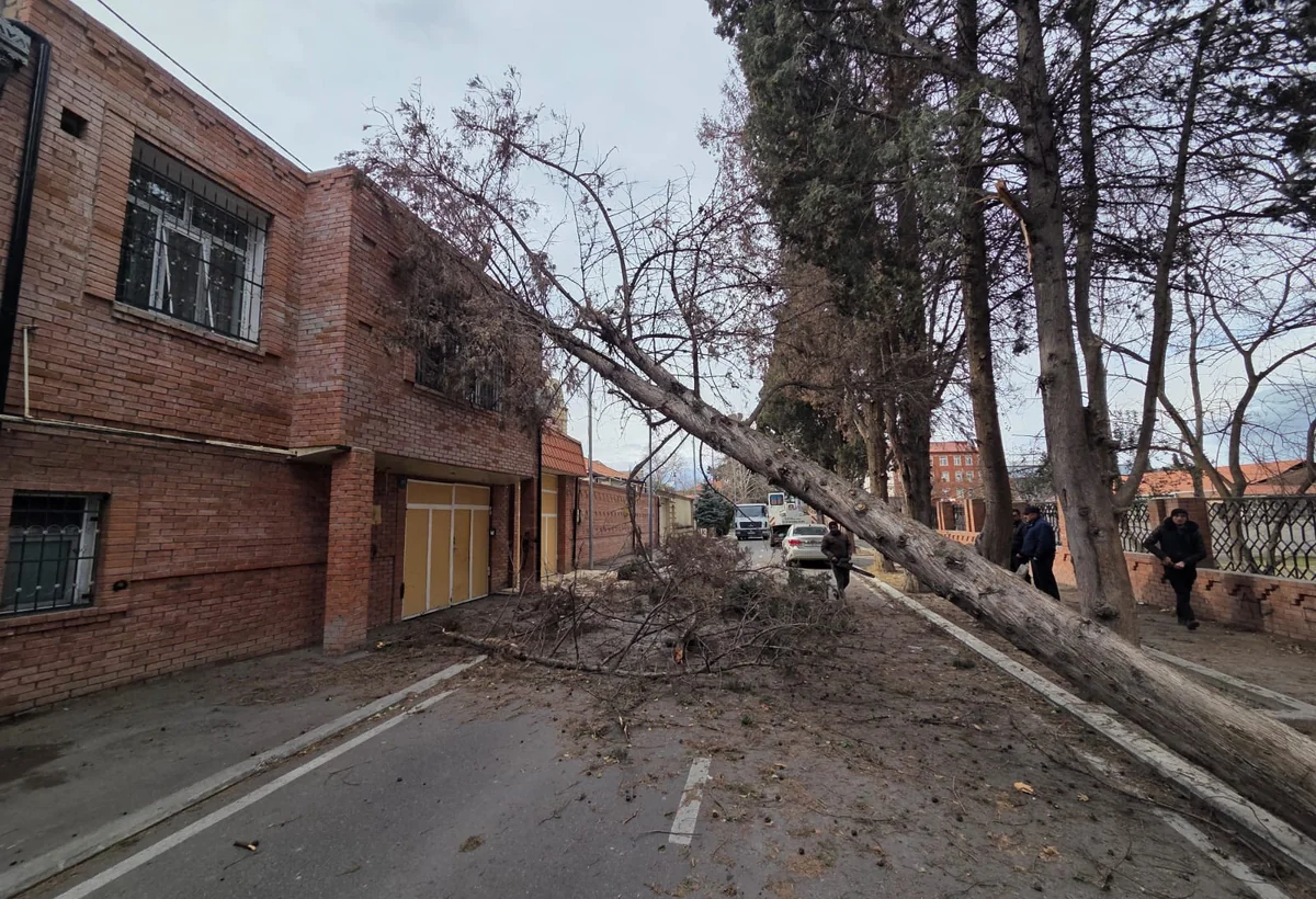 Gəncədə güclü küləyin törətdiyi fəsadlar aradan qaldırılır