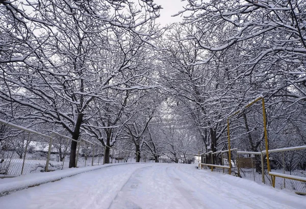 Babək rayonu ağ örpəyə bürünüb - FOTO