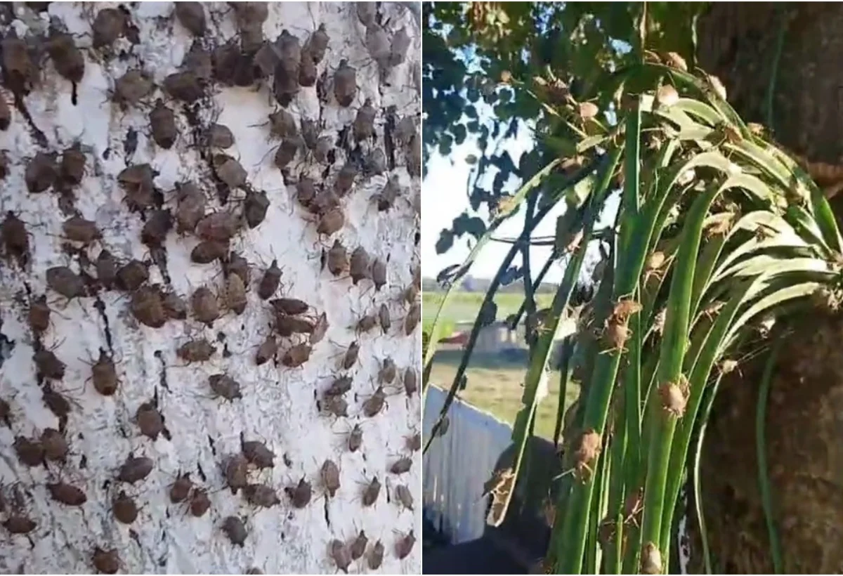 Şəmkirdə qışlamadan çıxan Qəhvəyi mərmər bağacığın məhv edilməsinə başlanılır