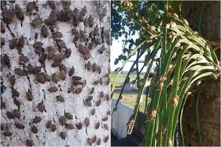 Şəmkirdə qışlamadan çıxan Qəhvəyi mərmər bağacığın məhv edilməsinə başlanılır